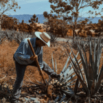 Harvesting agave