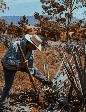 Harvesting agave