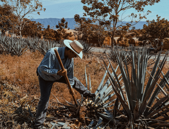 Harvesting agave