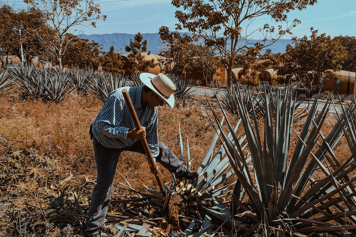 Harvesting agave