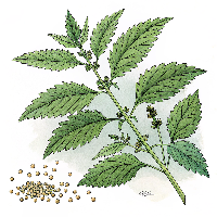 Epazote: The Bold Mexican Herb You Should Know - moderncooksdigest.com